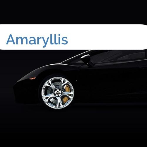 Bild Amaryllis