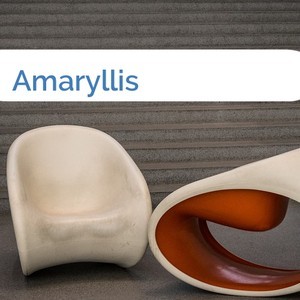 Bild Amaryllis mittel