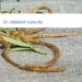 Bild Dr. Adalbert Vukovits