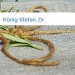 Bild König Stefan, Dr.