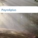 Bild Payrollplus