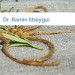 Bild Dr. Ramin Ilbeygui