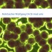 Bild Rohrbacher Wolfgang OA Dr med univ